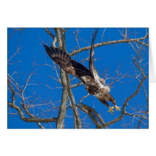 Juvenile Bald Eagle Launch