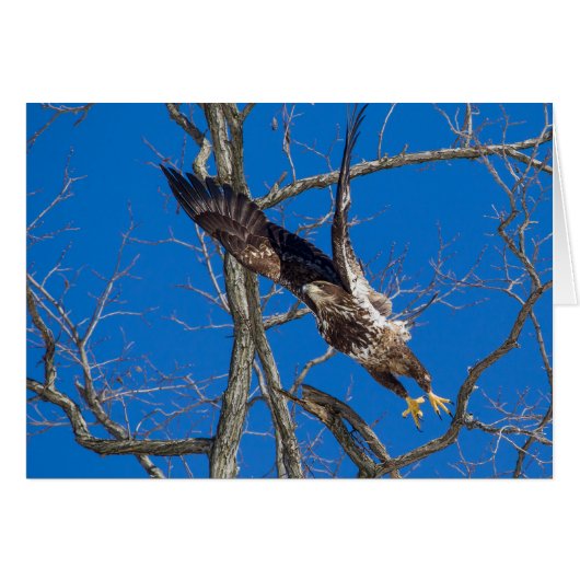 Juvenile Bald Eagle Launch (Vorderseite (Horizontal))