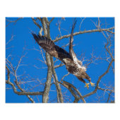 Juvenile Bald Eagle Launch Fotodruck (Vorne)