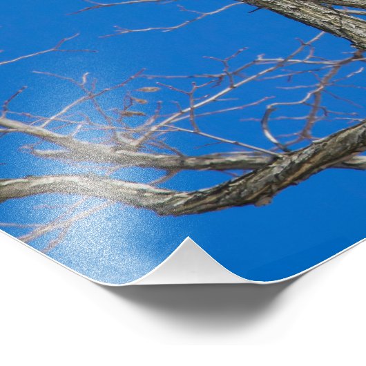 Juvenile Bald Eagle Launch Fotodruck (Ecke)