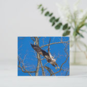 Juvenile Bald Eagle Launch Postkarte (Stehend Vorderseite)