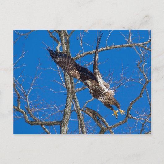 Juvenile Bald Eagle Launch Postkarte (Vorderseite)