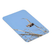 Juvenile Bald Eagle Magnet (Rechte Seite)