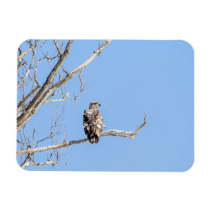 Juvenile Bald Eagle Magnet