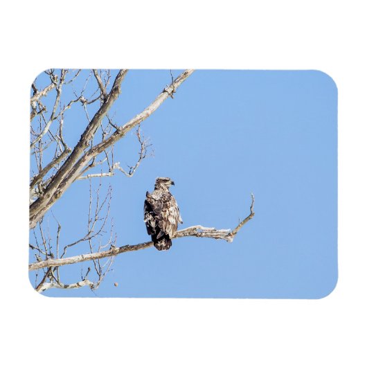 Juvenile Bald Eagle Magnet (Horizontal)