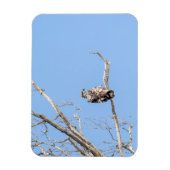 Juvenile Bald Eagle Magnet (Vertikal)