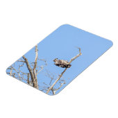 Juvenile Bald Eagle Magnet (Linke Seite)