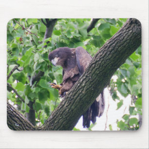 Juvenile Bald Eagle Mousepad