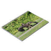 Juvenile Bald Eagle Notizblock (Linke Seite)