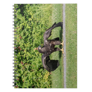 Juvenile Bald Eagle Notizblock