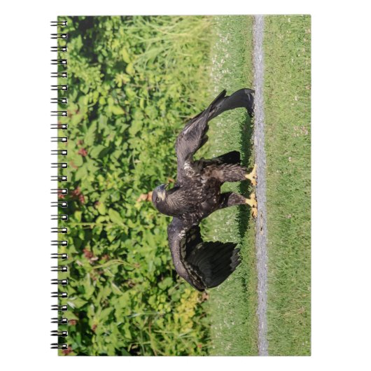 Juvenile Bald Eagle Notizblock (Vorderseite)