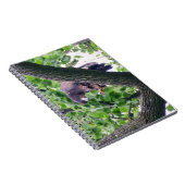 Juvenile Bald Eagle Notizblock (Rechte Seite)