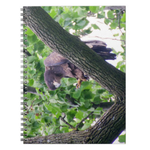 Juvenile Bald Eagle Notizblock