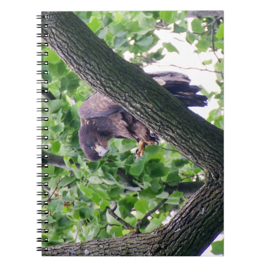 Juvenile Bald Eagle Notizblock (Vorderseite)