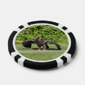 Juvenile Bald Eagle Pokerchips (Einzeln)