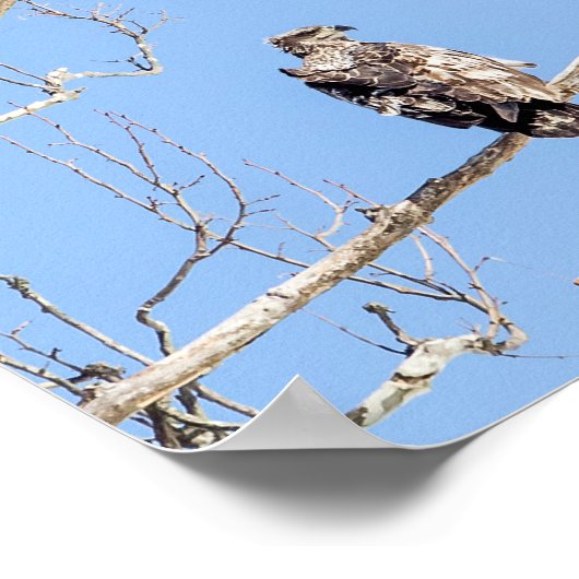 Juvenile Bald Eagle Poster (Ecke)