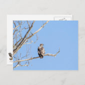 Juvenile Bald Eagle Postkarte (Vorne/Hinten)