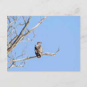 Juvenile Bald Eagle Postkarte