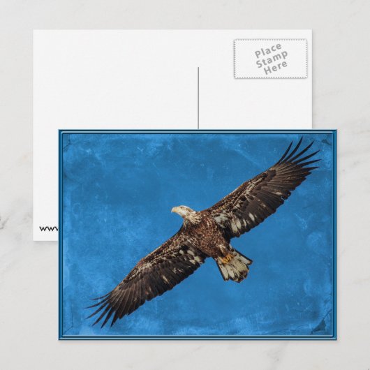 Juvenile Bald Eagle Postkarte (Vorne/Hinten)