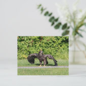 Juvenile Bald Eagle Postkarte (Stehend Vorderseite)