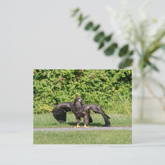 Juvenile Bald Eagle Postkarte (Stehend Vorderseite)