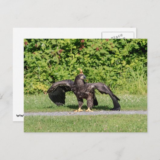 Juvenile Bald Eagle Postkarte (Vorne/Hinten)