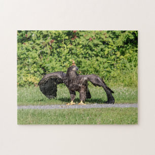 Juvenile Bald Eagle Puzzle