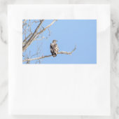 Juvenile Bald Eagle Rechteckiger Aufkleber (Tasche)
