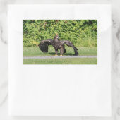 Juvenile Bald Eagle Rechteckiger Aufkleber (Tasche)