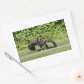 Juvenile Bald Eagle Rechteckiger Aufkleber (Umschlag)