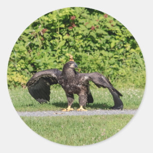 Juvenile Bald Eagle Runder Aufkleber
