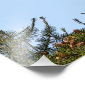 Juvenile Bald Eagle startet Fotodruck (Ecke)