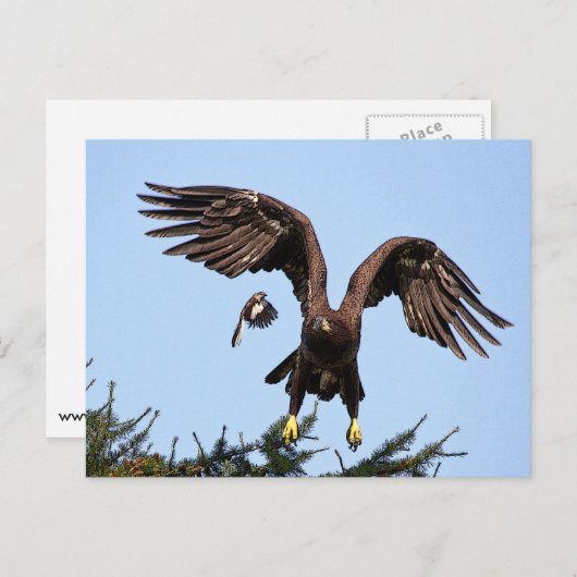 Juvenile Bald Eagle startet Postkarte (Vorne/Hinten)