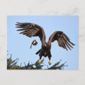 Juvenile Bald Eagle startet Postkarte (Vorderseite)