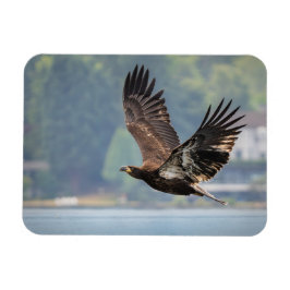 Juvenile Bald Eagle Wildlife Fotografy Foto Magnet