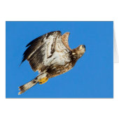 Juvenile Bald fressen auf und ab (Vorderseite (Horizontal))