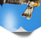 Juvenile Bald fressen auf und ab Fotodruck (Ecke)