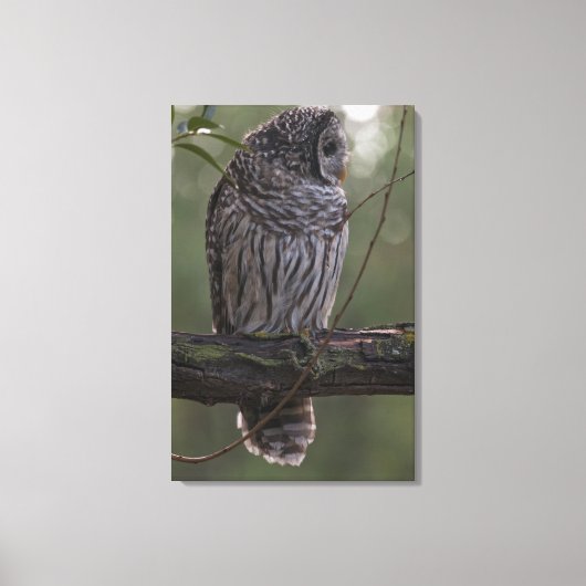 Juvenile Barred Owl (Strix varia) 2 Leinwanddruck (Vorderseite)
