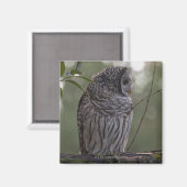 Juvenile Barred Owl (Strix varia) 2 Magnet (Vorderseite/Rückseite)