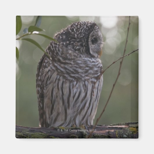 Juvenile Barred Owl (Strix varia) 2 Magnet (Vorne)