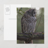 Juvenile Barred Owl (Strix varia) 2 Postkarte (Vorne/Hinten)