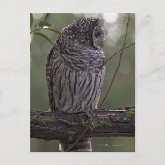 Juvenile Barred Owl (Strix varia) 2 Postkarte (Vorderseite)