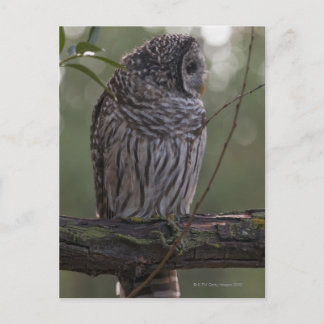 Juvenile Barred Owl (Strix varia) 2 Postkarte