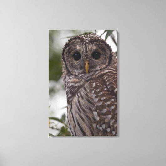 Juvenile Barred Owl (Strix varia) Leinwanddruck (Vorderseite)