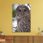 Juvenile Barred Owl (Strix varia) Leinwanddruck (Insitu (Wohnzimmer))