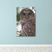 Juvenile Barred Owl (Strix varia) Leinwanddruck (Insitu (Holzboden))