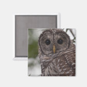 Juvenile Barred Owl (Strix varia) Magnet (Vorderseite/Rückseite)