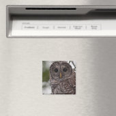 Juvenile Barred Owl (Strix varia) Magnet (In Situ (Geschirrspüler))