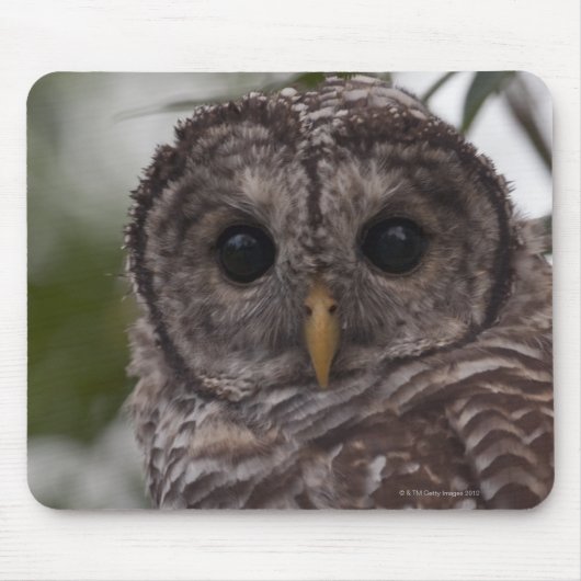 Juvenile Barred Owl (Strix varia) Mousepad (Vorne)