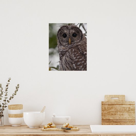Juvenile Barred Owl (Strix varia) Poster (Küche)